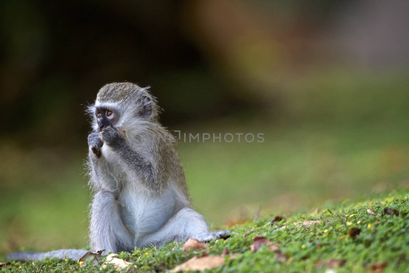 Vervet monkey sitting on the grass