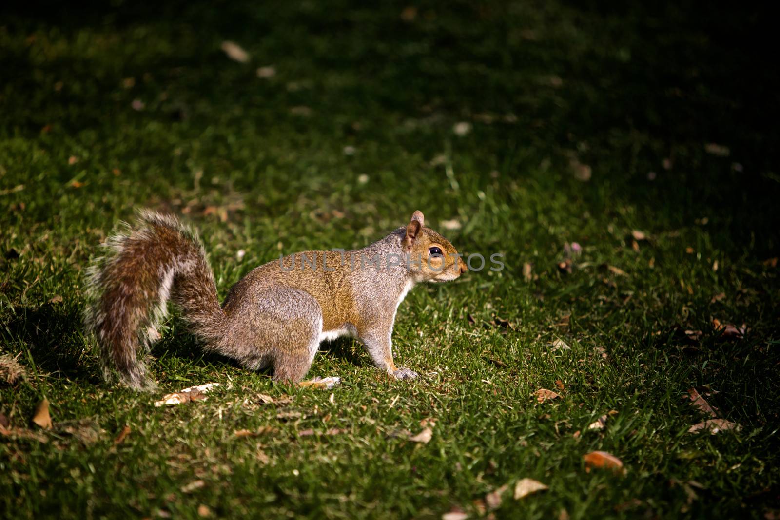 Grey Squirrel on the Grass Standing in the Sunlight
