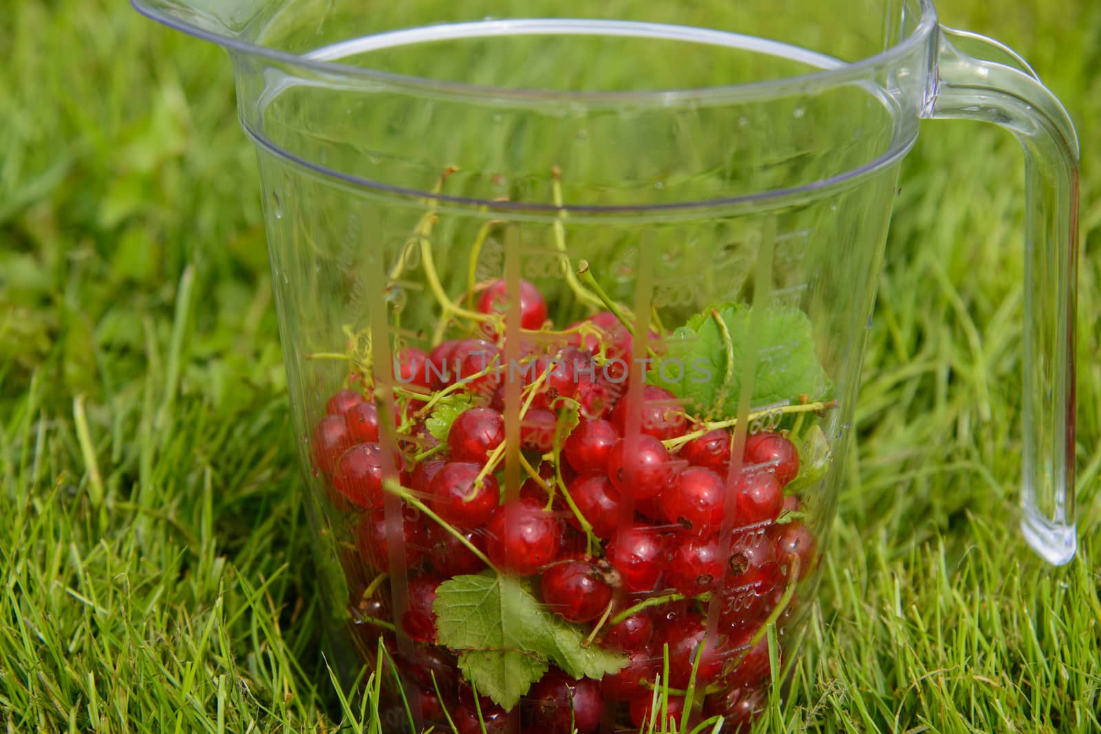 Red currants in a measuring cup