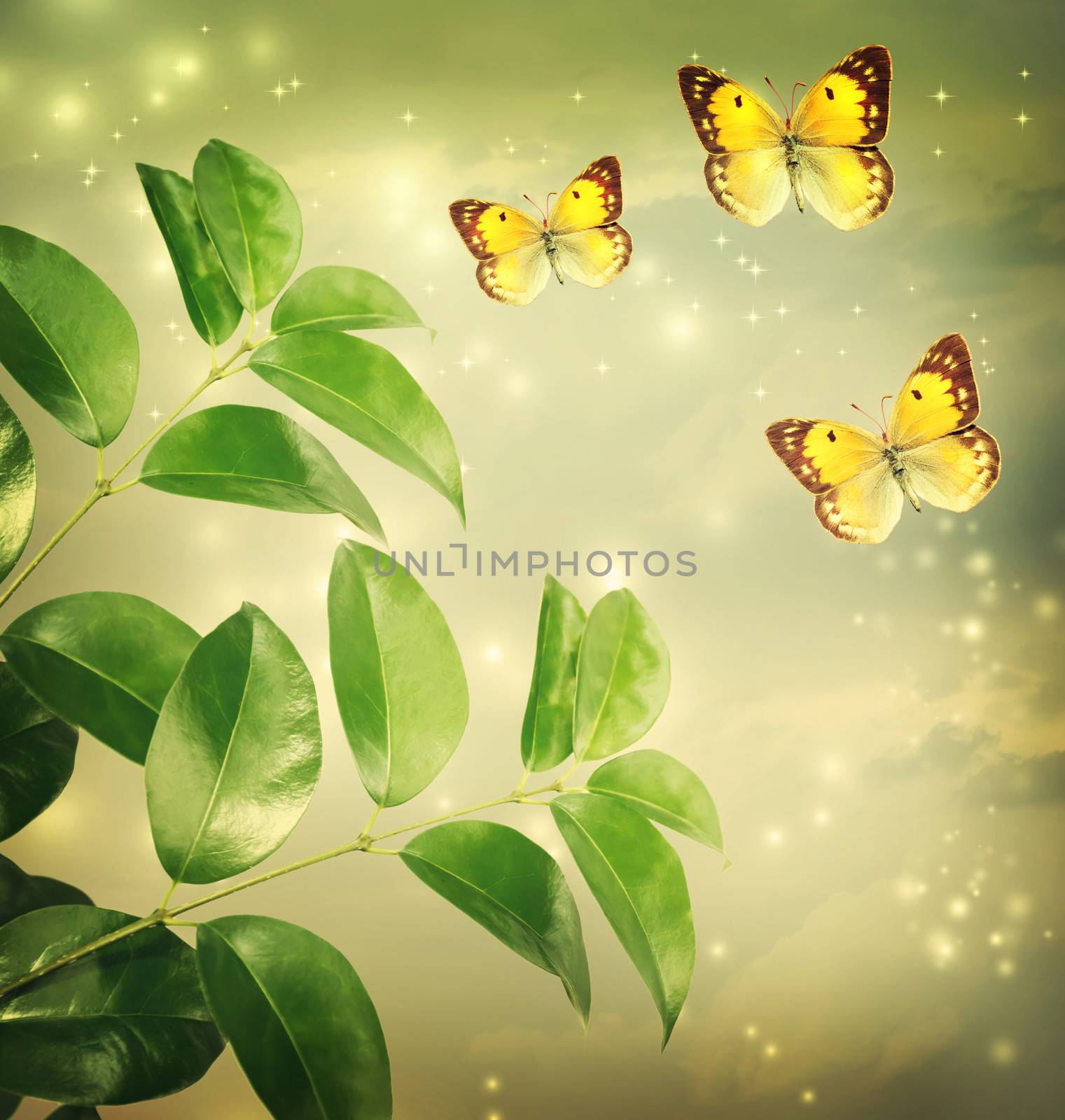 Butterflies on a Green Star lights Background with green Leaves