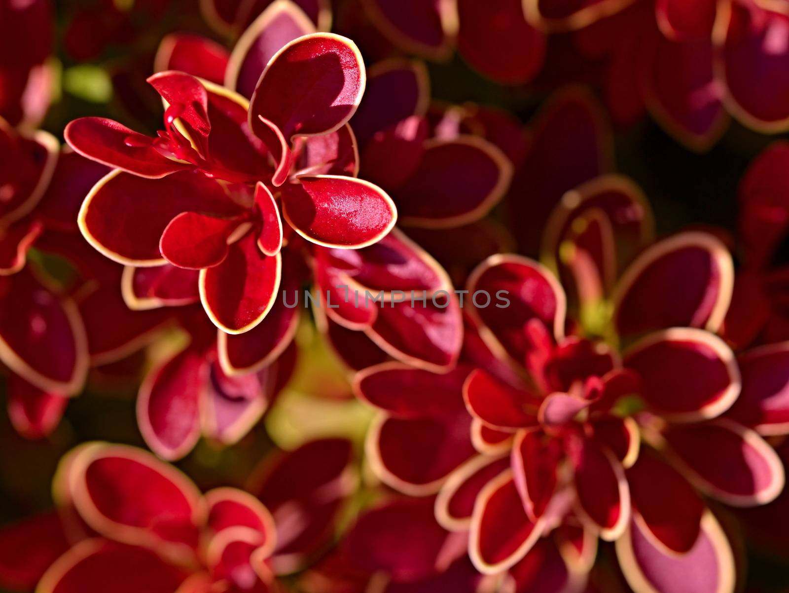 abstract background or texture red leaf shrub