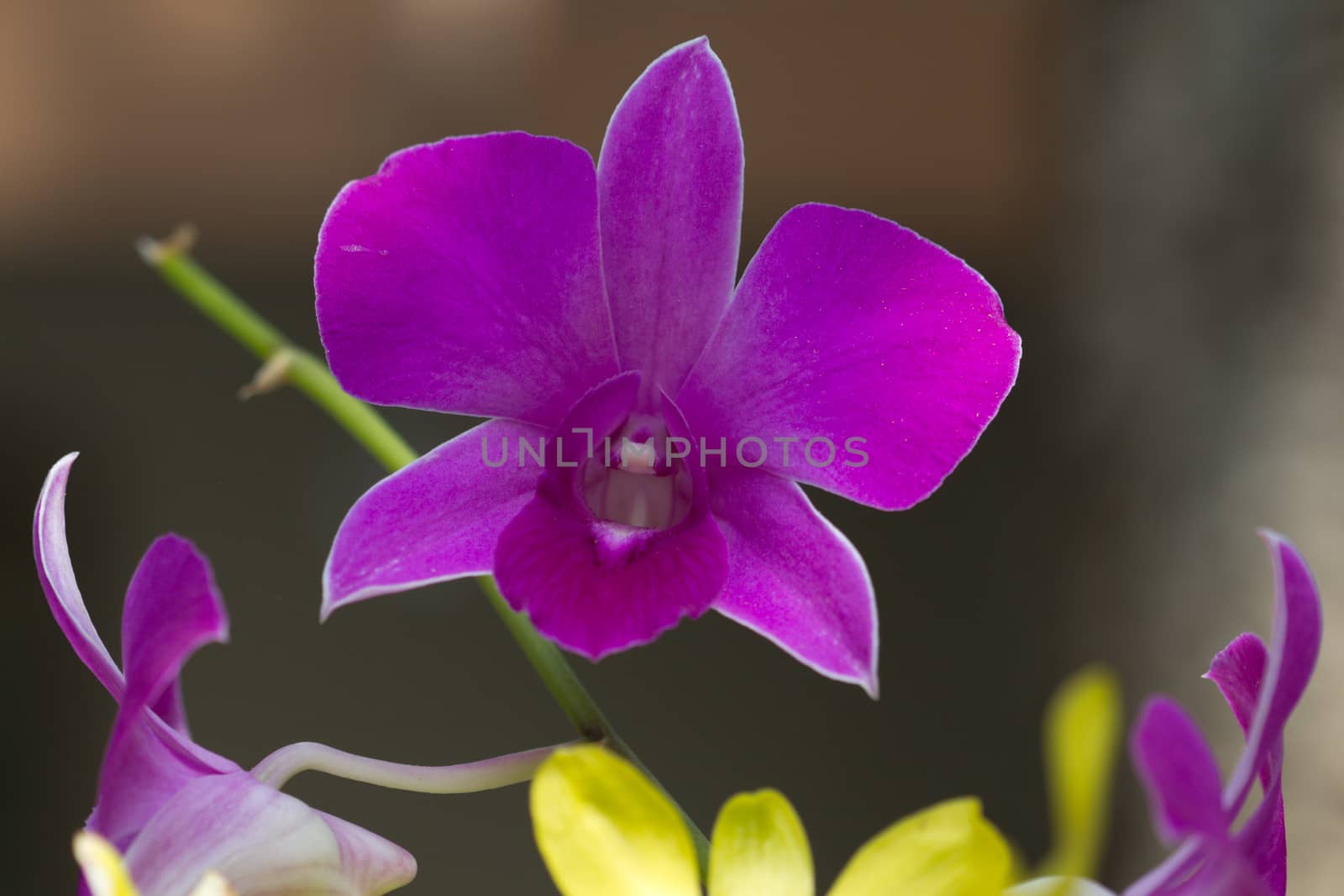 Blooming pink orchid looks beautiful and comfortable