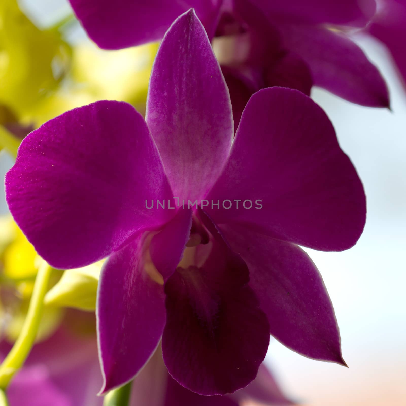 Blooming pink orchid looks beautiful and comfortable