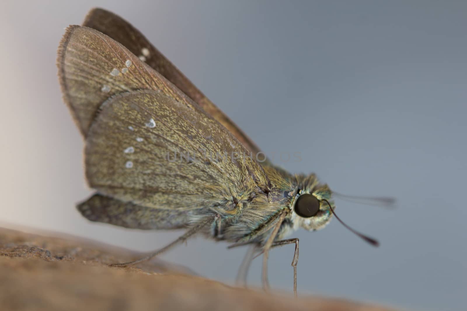 Close-up images of beautiful butterflies are perched on a rock