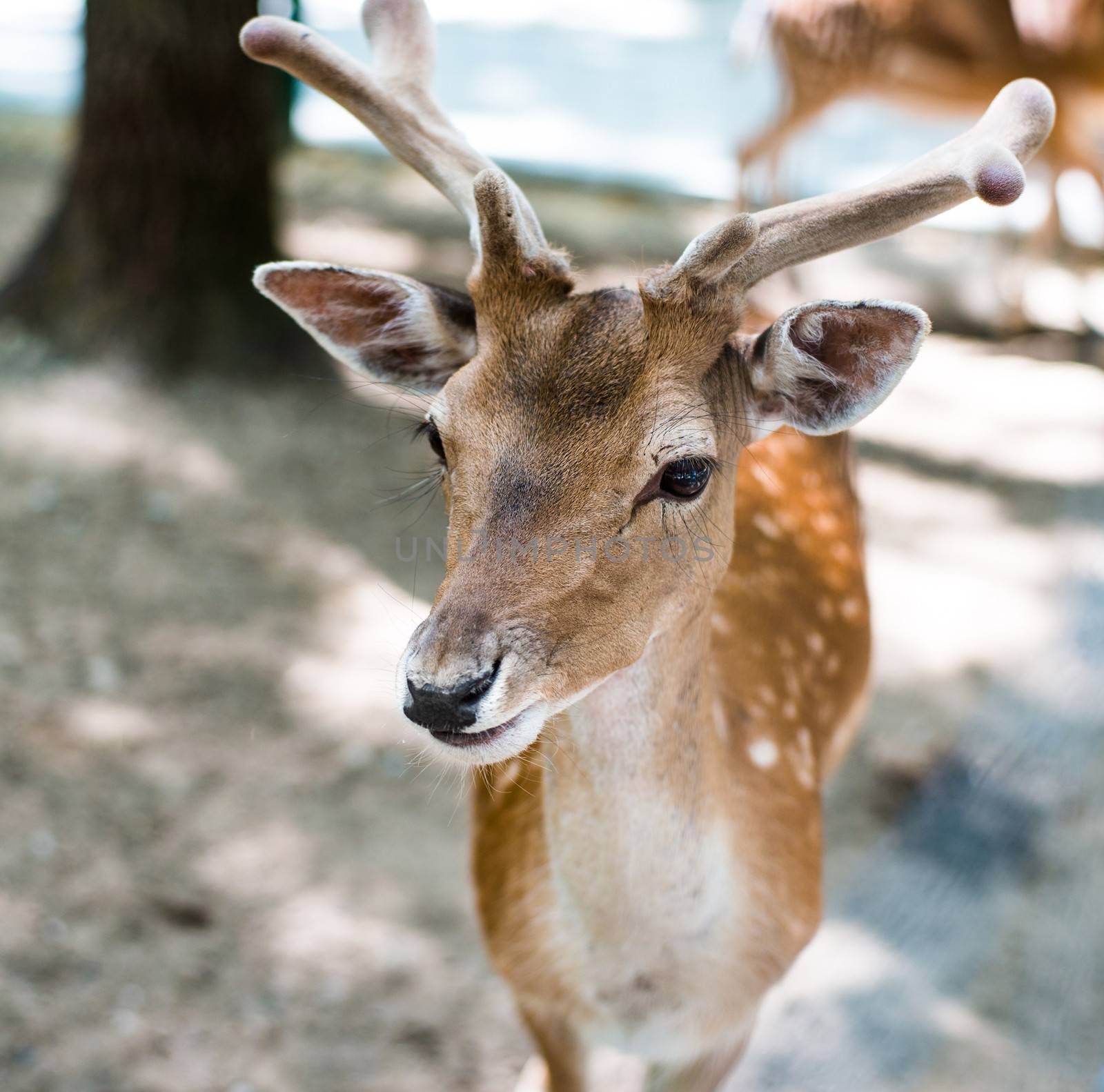 young deer by GekaSkr