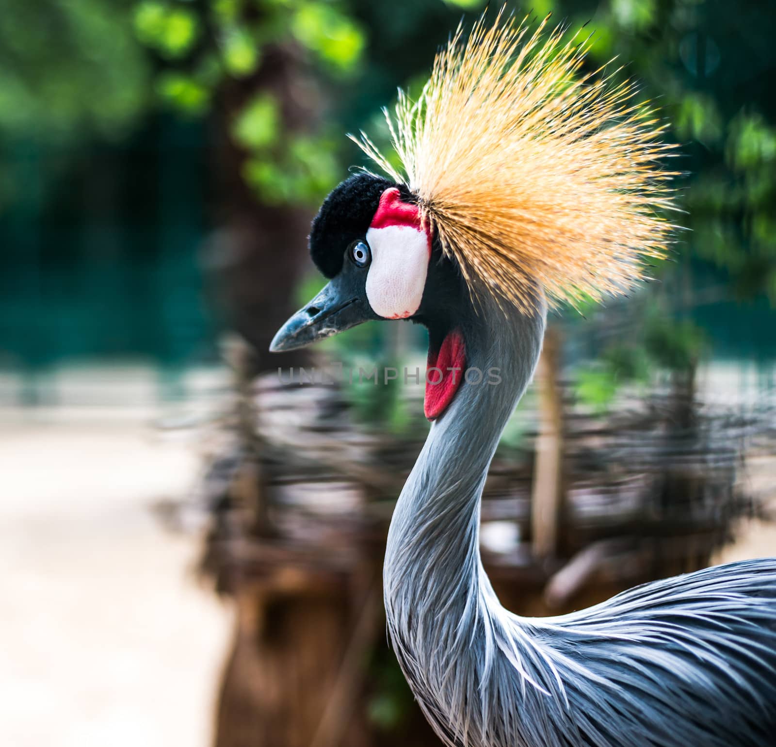 African Crowned Crane by GekaSkr