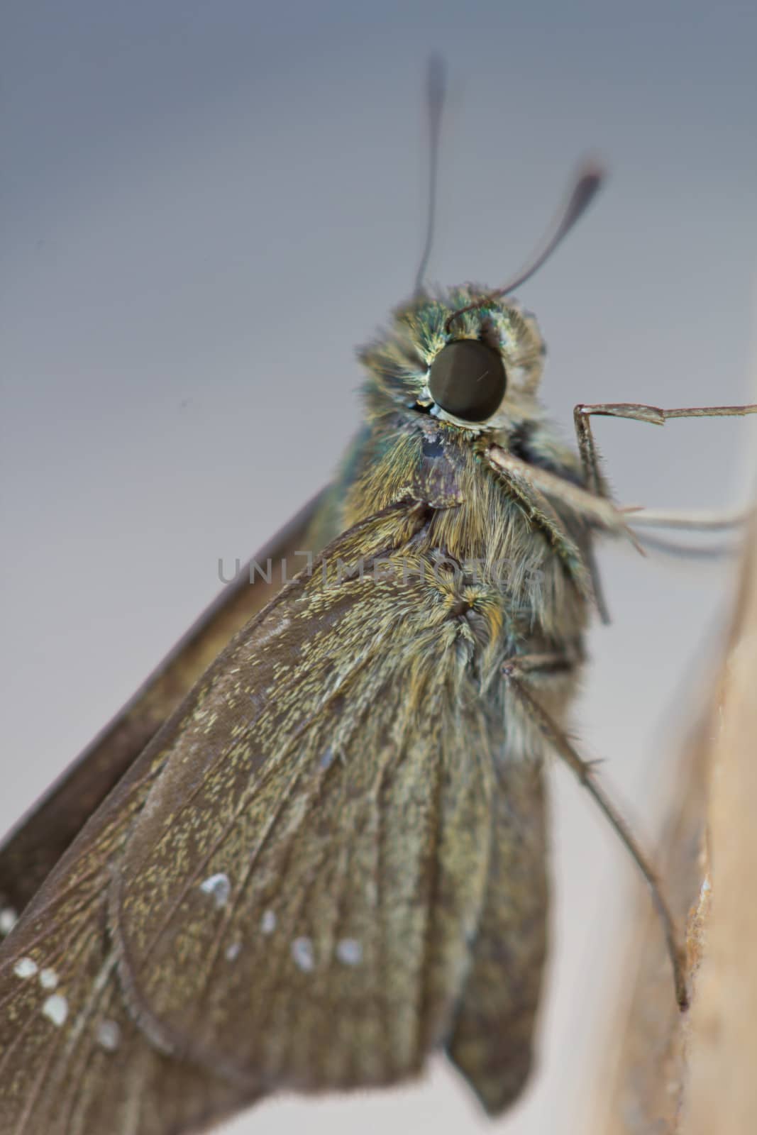 Close-up images of beautiful butterflies are perched on a rock