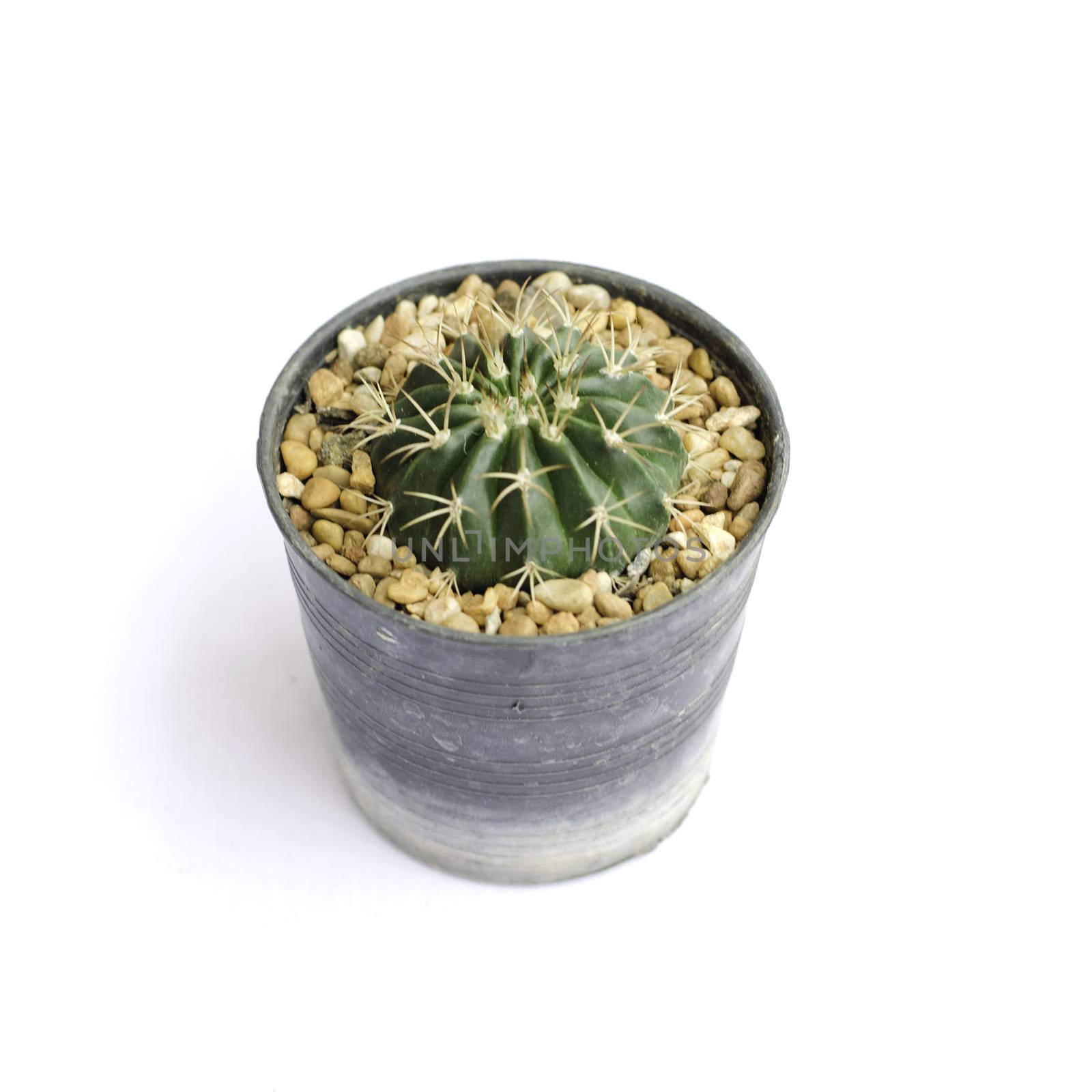 Cactus in a flowerpot on white background