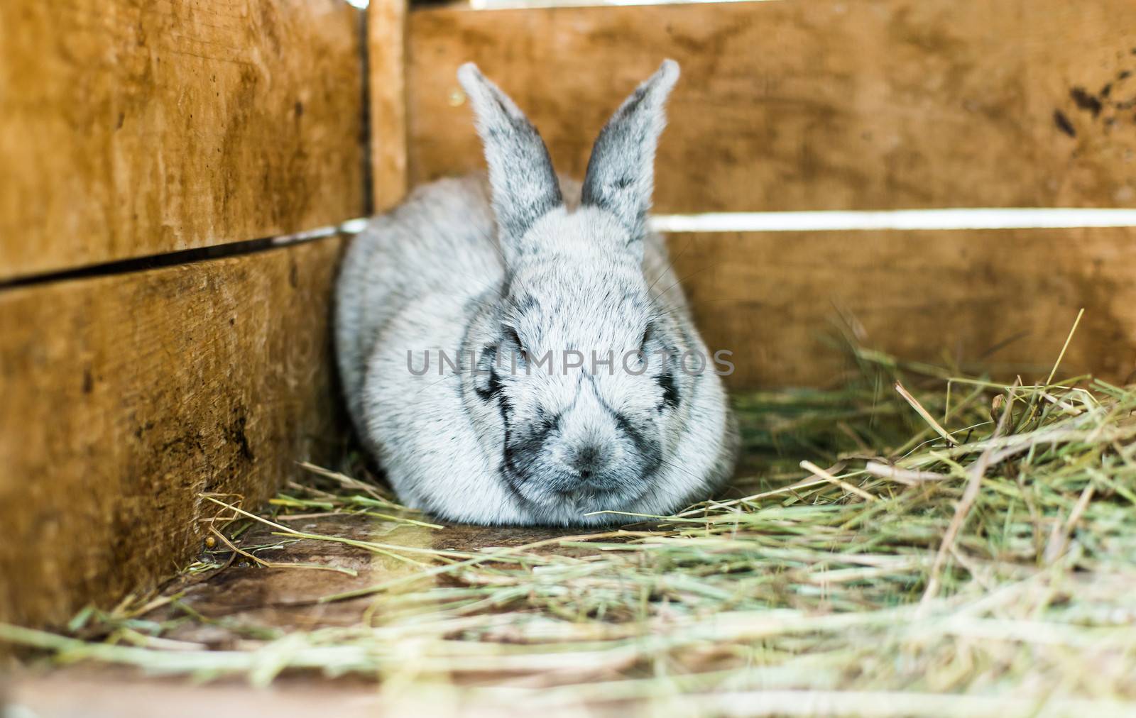 beautiful gray rabbit in the hay