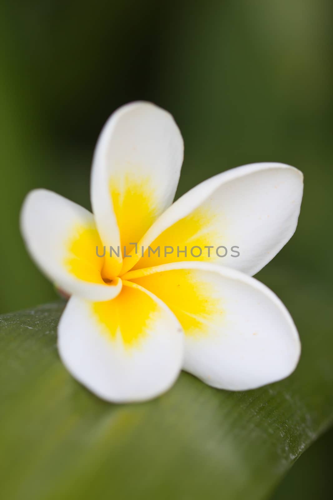 white and yellow frangipani flowers with leaves in background