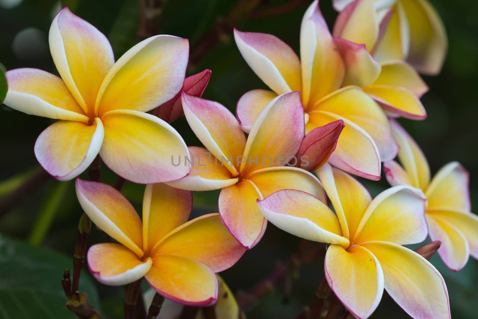 white and yellow frangipani flowers with leaves in background