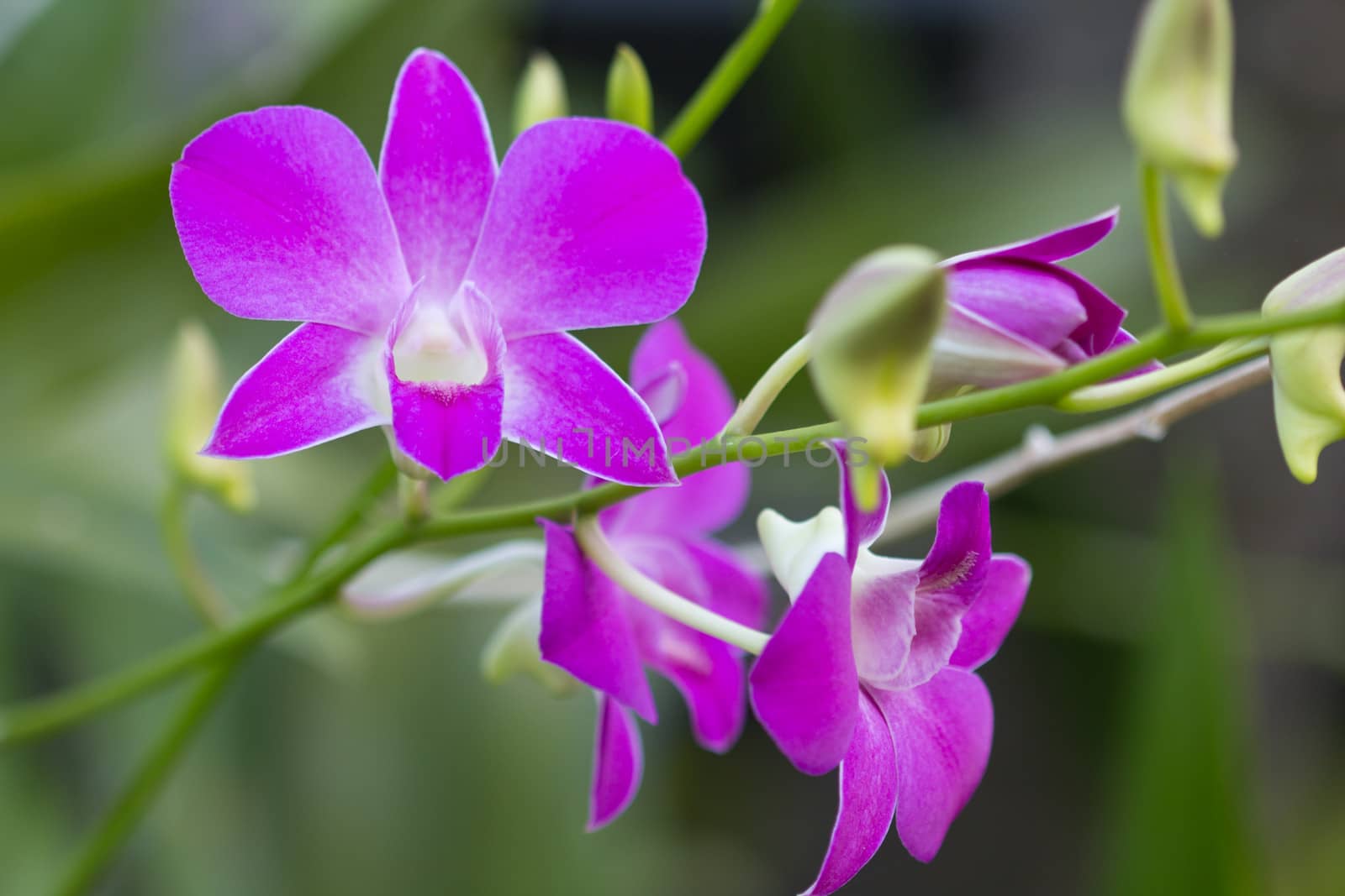 This close-up of beautiful pink orchids.