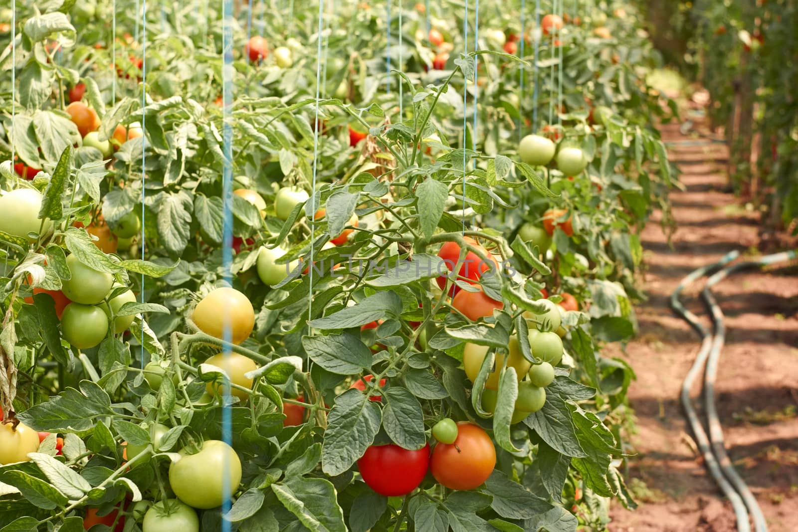 Ripening tomatoes in greenhouse by qiiip