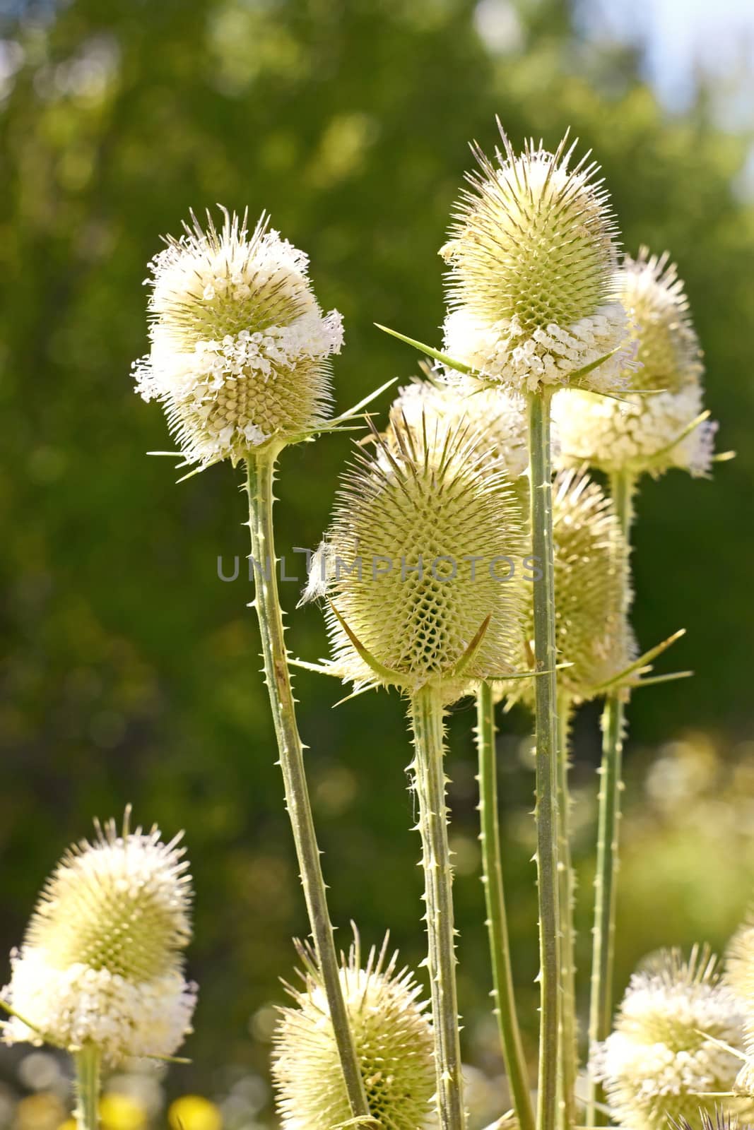 Teasel flowers close up by qiiip