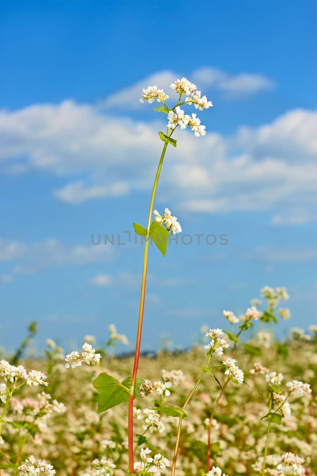 Buckwheat inflorescence above field by qiiip