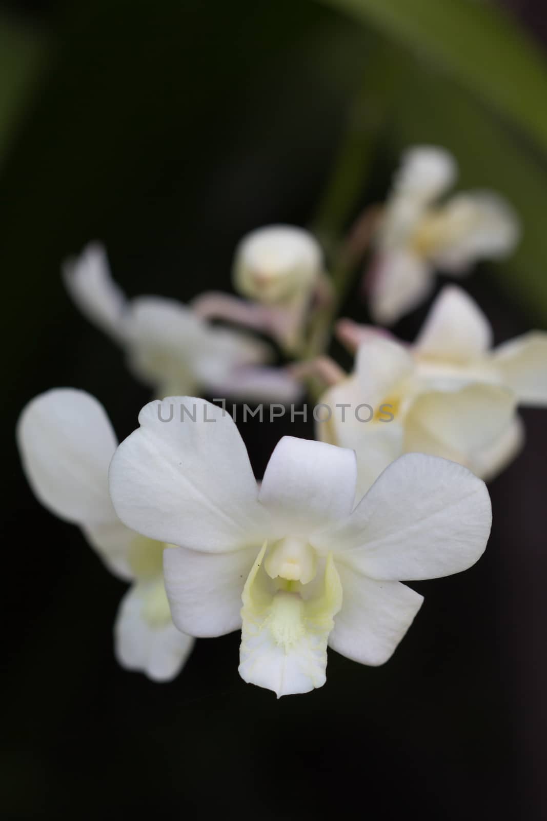 Close-up of white orchids on black background.