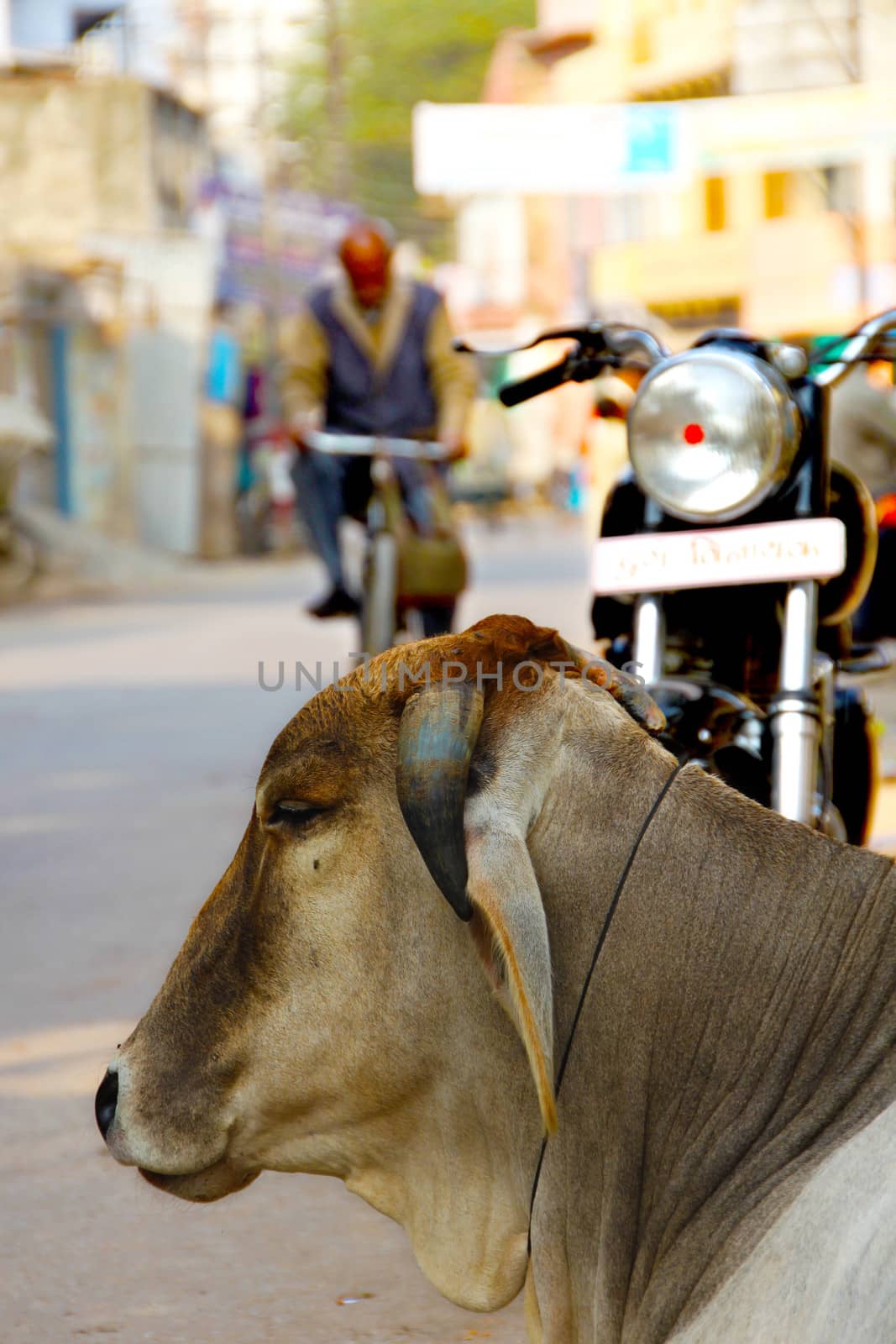 A cow resting on the street in Varanasi, India. The animals are sacred for the hindus and are common sight on the streets and road in India.