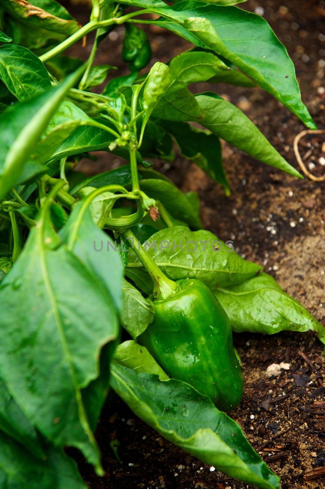 Healthy green chili pepper, still on the vine, growing in a garden with rich soil