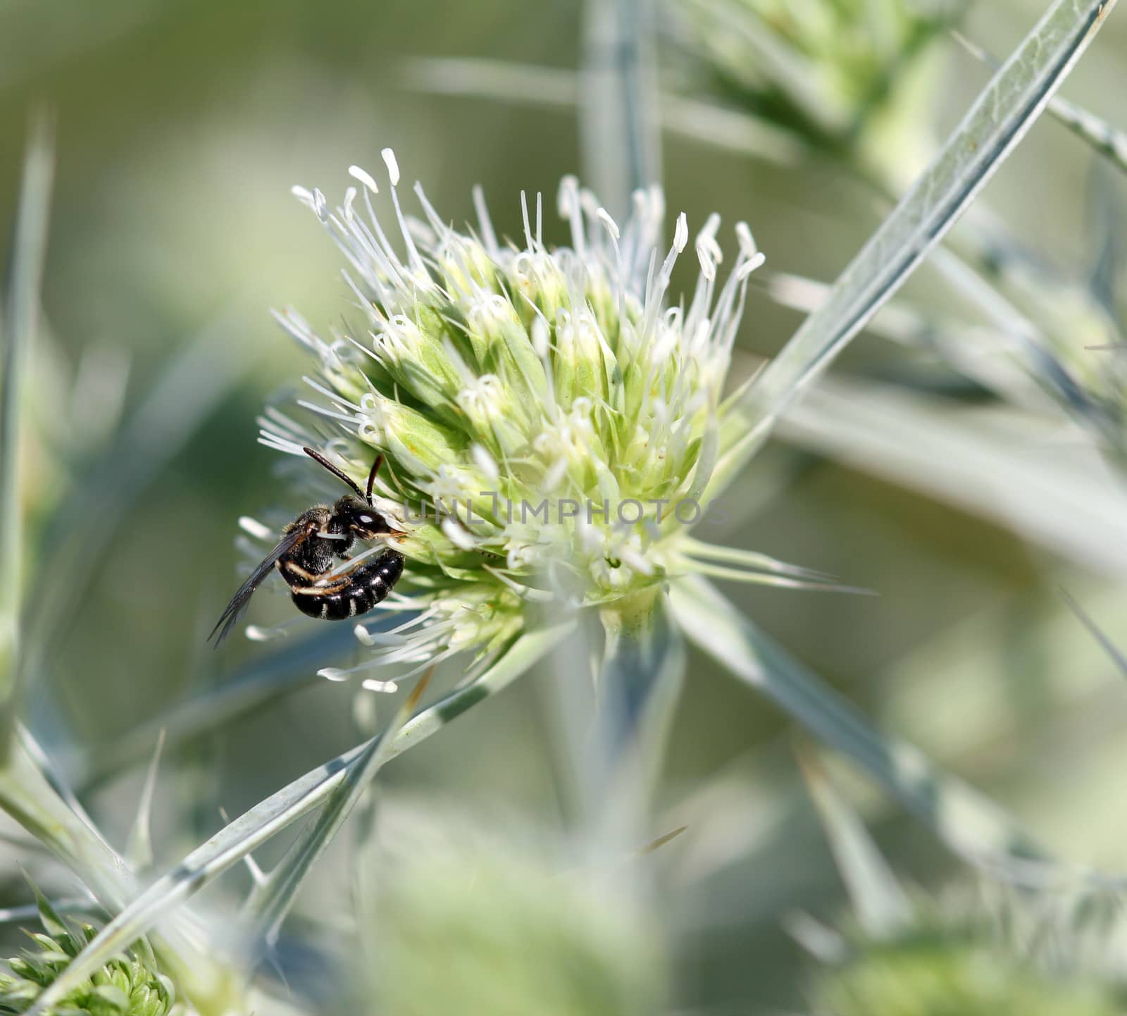 wasp on flower summer season by goce