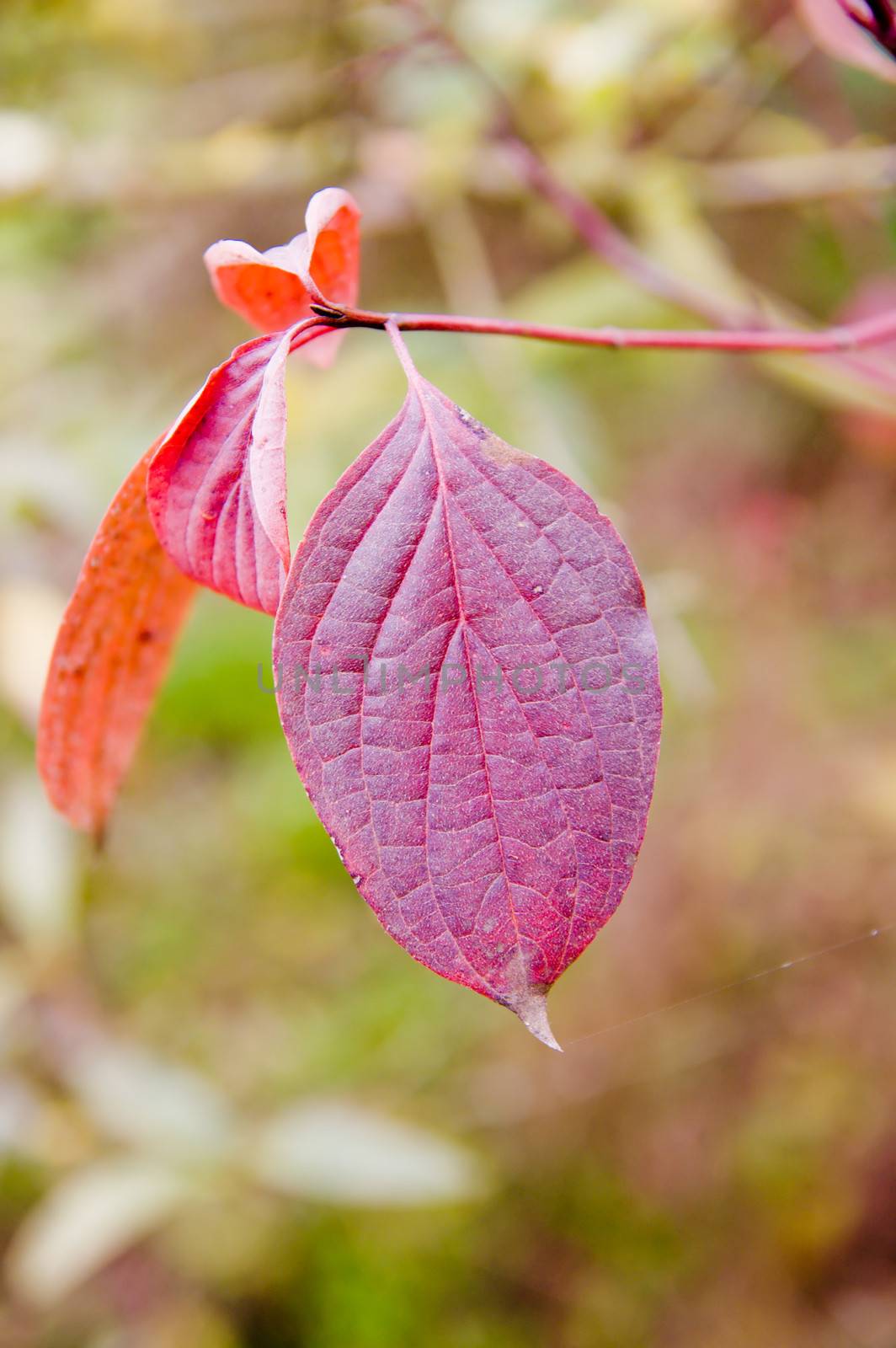 red leaf