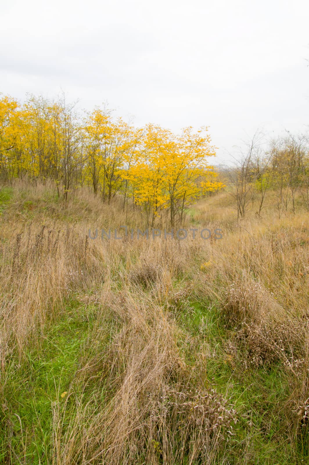 small gully at autumn with trees