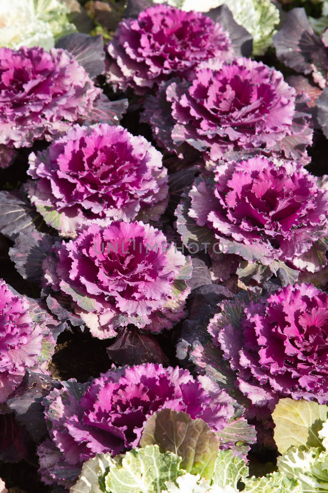 Purple cabbage flower