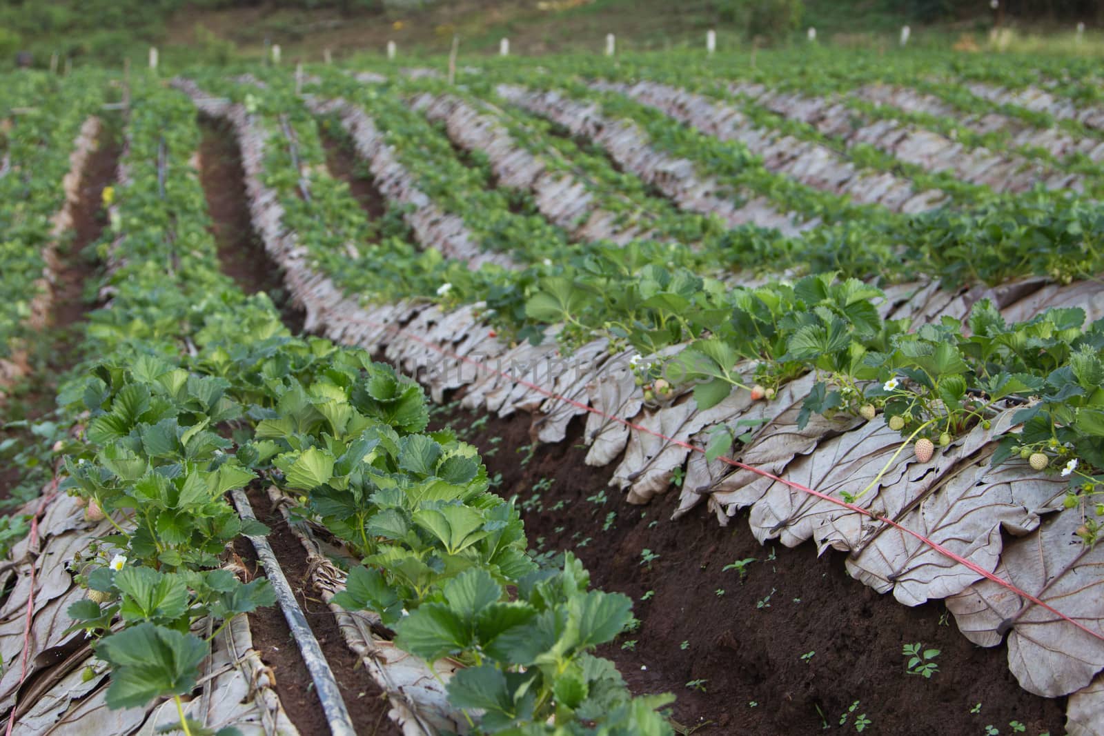 Beautiful strawberries farm at Chiangmai : Thailand