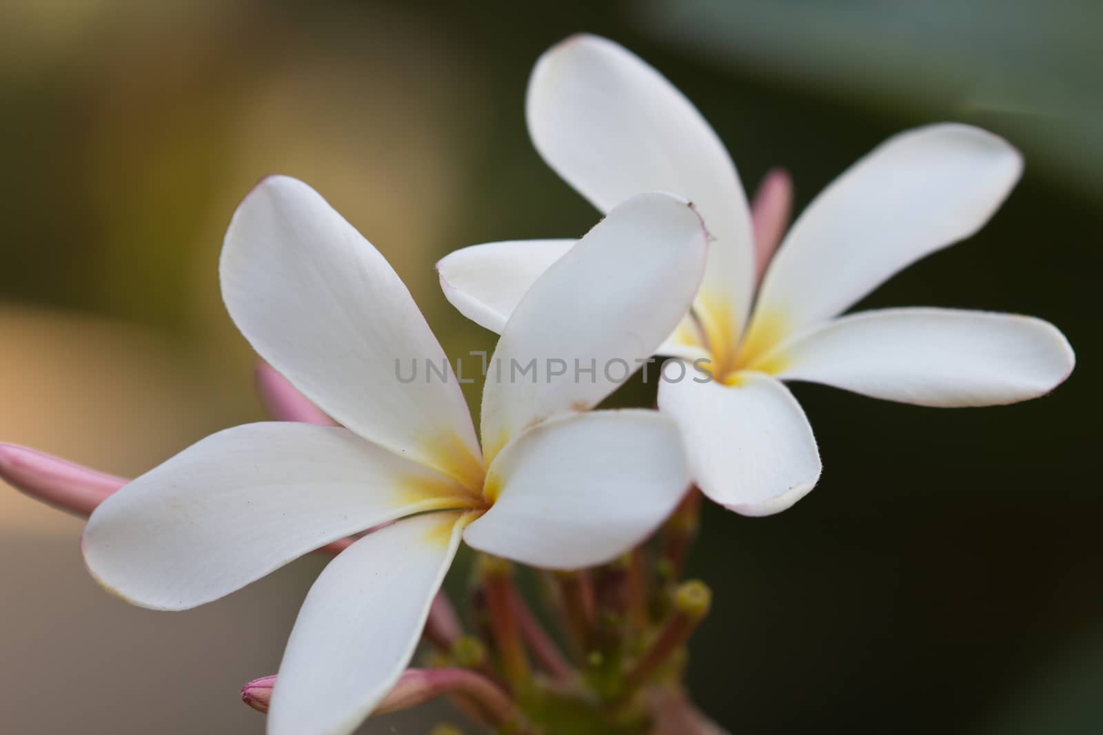 white frangipani flowers