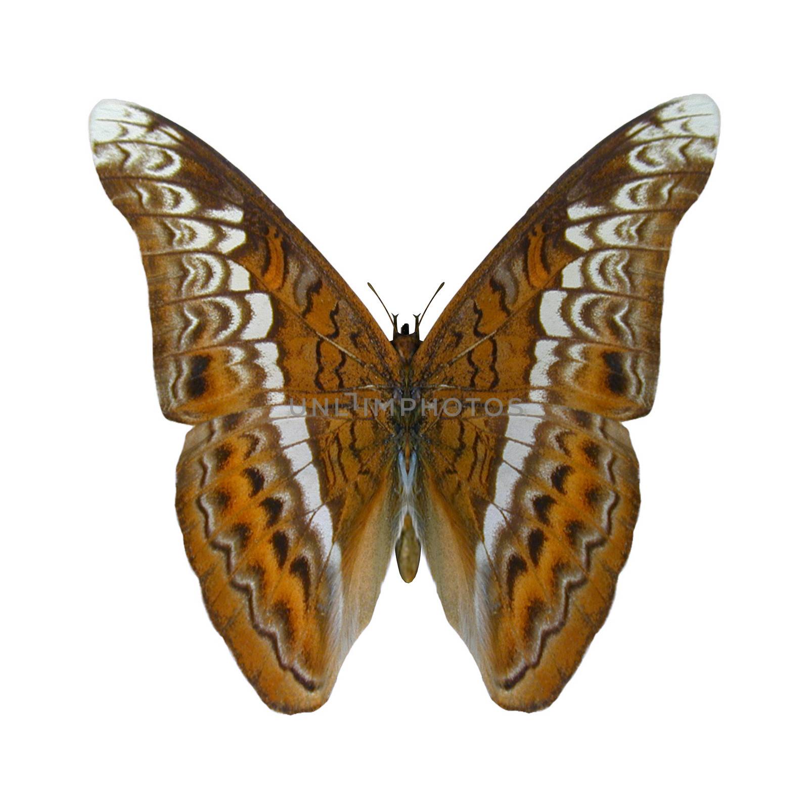 3D digital render of an admiral butterfly on white background