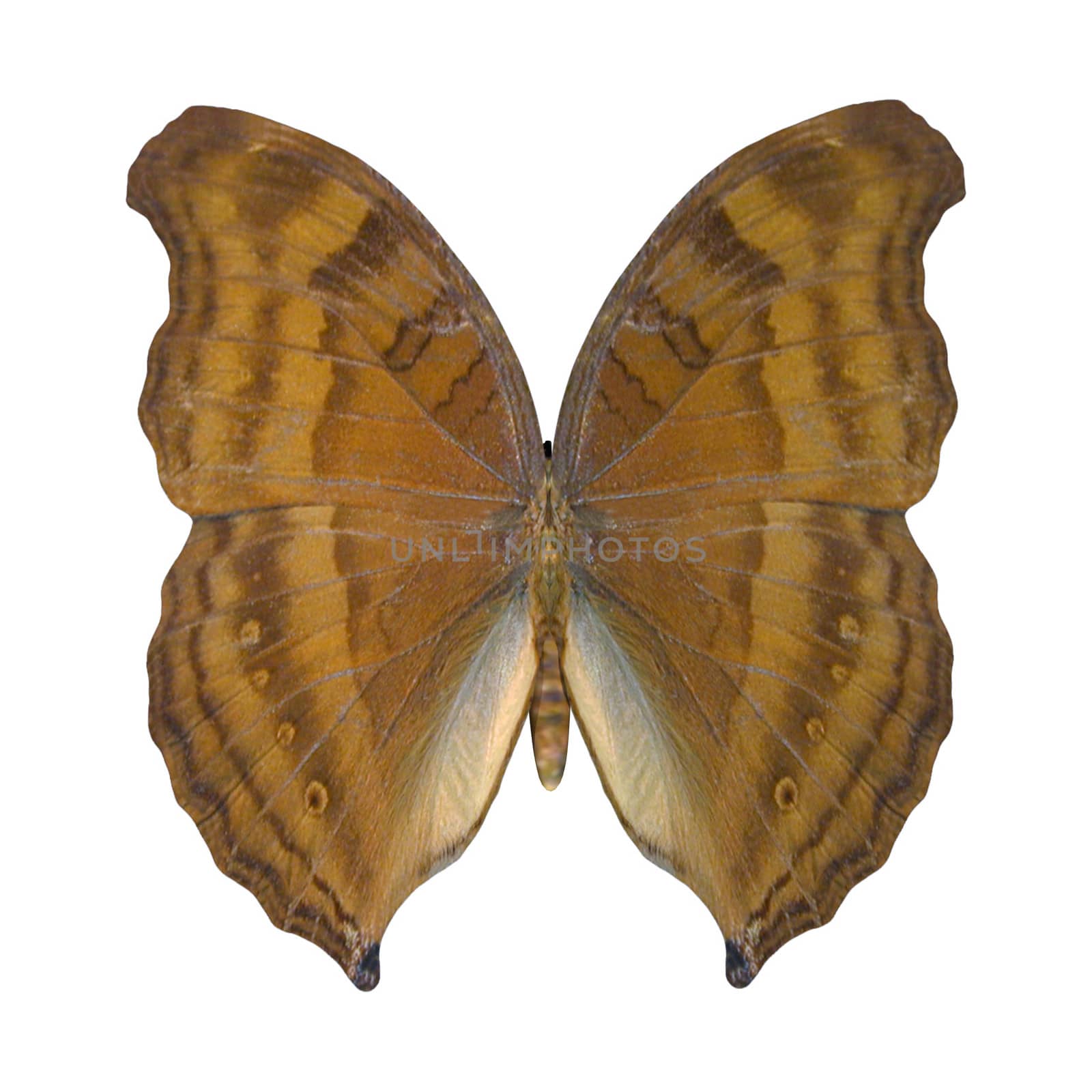 Beechwing Butterfly by Vac