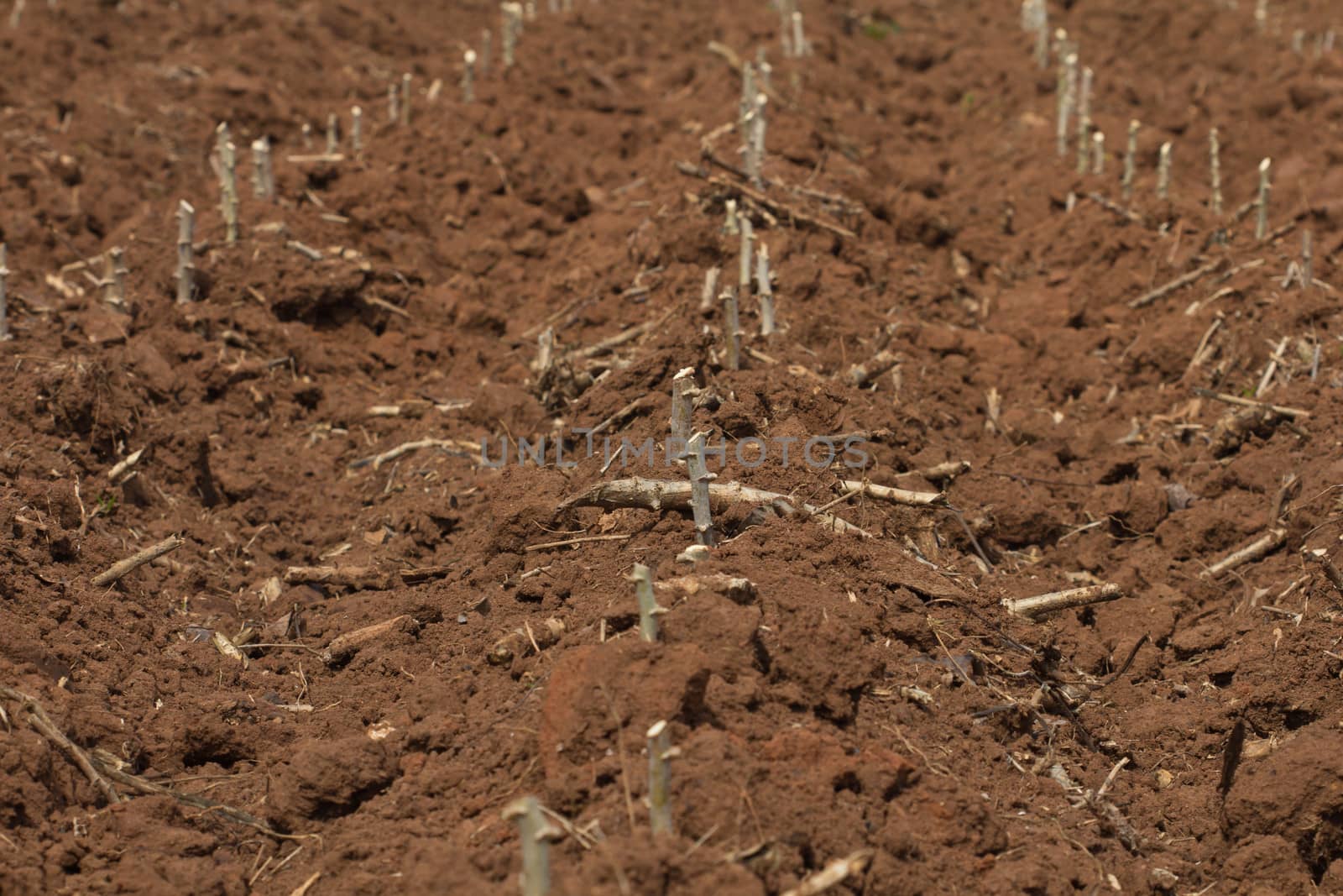 cassava farm in countryside of Thailand