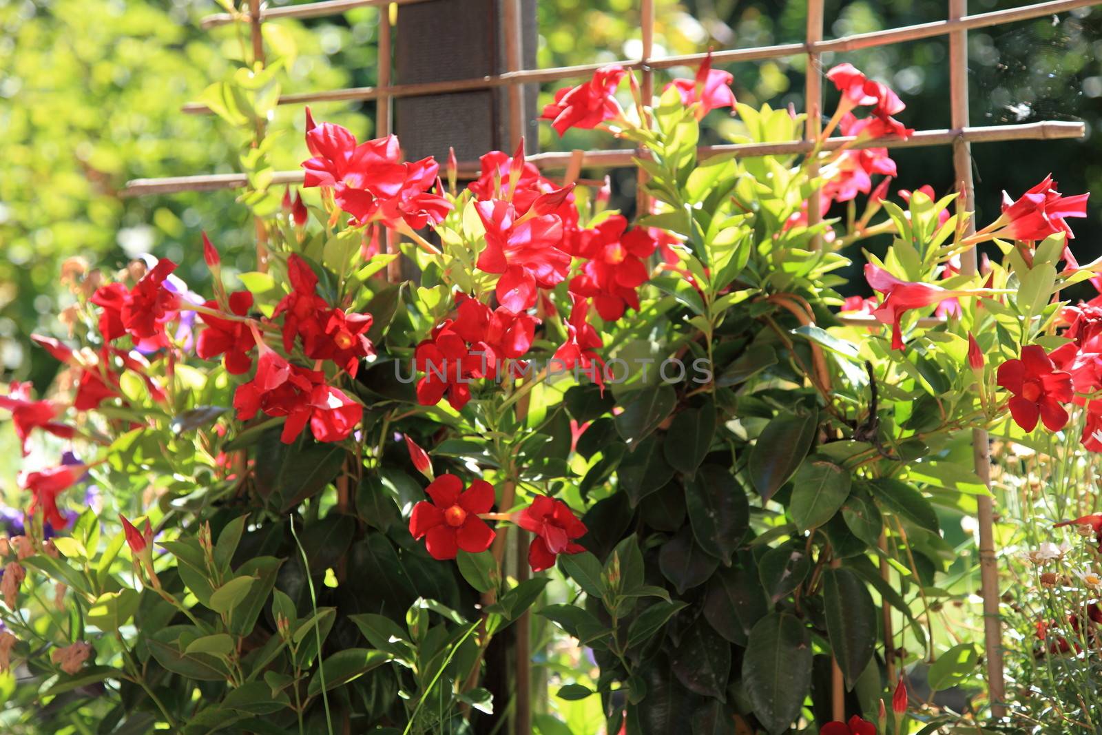 Colourful red summer flowers growing in front of a wooden trellis in the warm sunshine on two small bushes