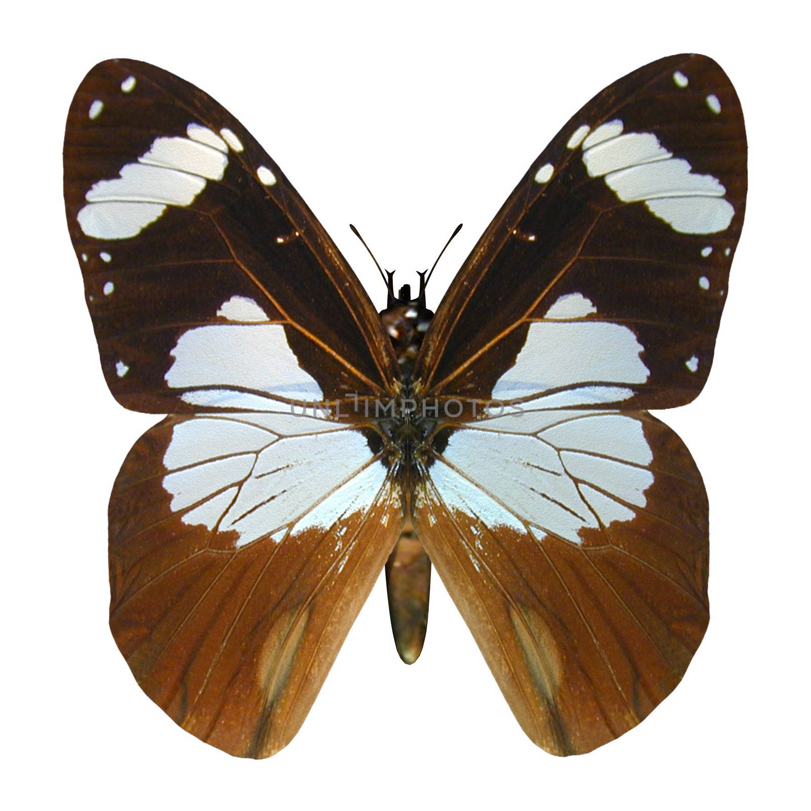 Ivory Merchant Butterfly by Vac