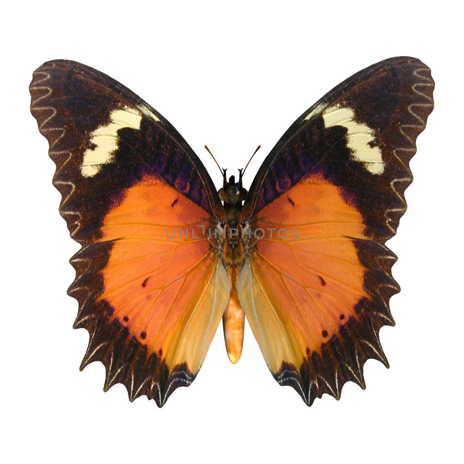 3D digital render of a male lacewing butterfly, or Leopard Lacewing (Cethosia cyane), a species of heliconiine butterfly found from India to southern China, isolated on white background
