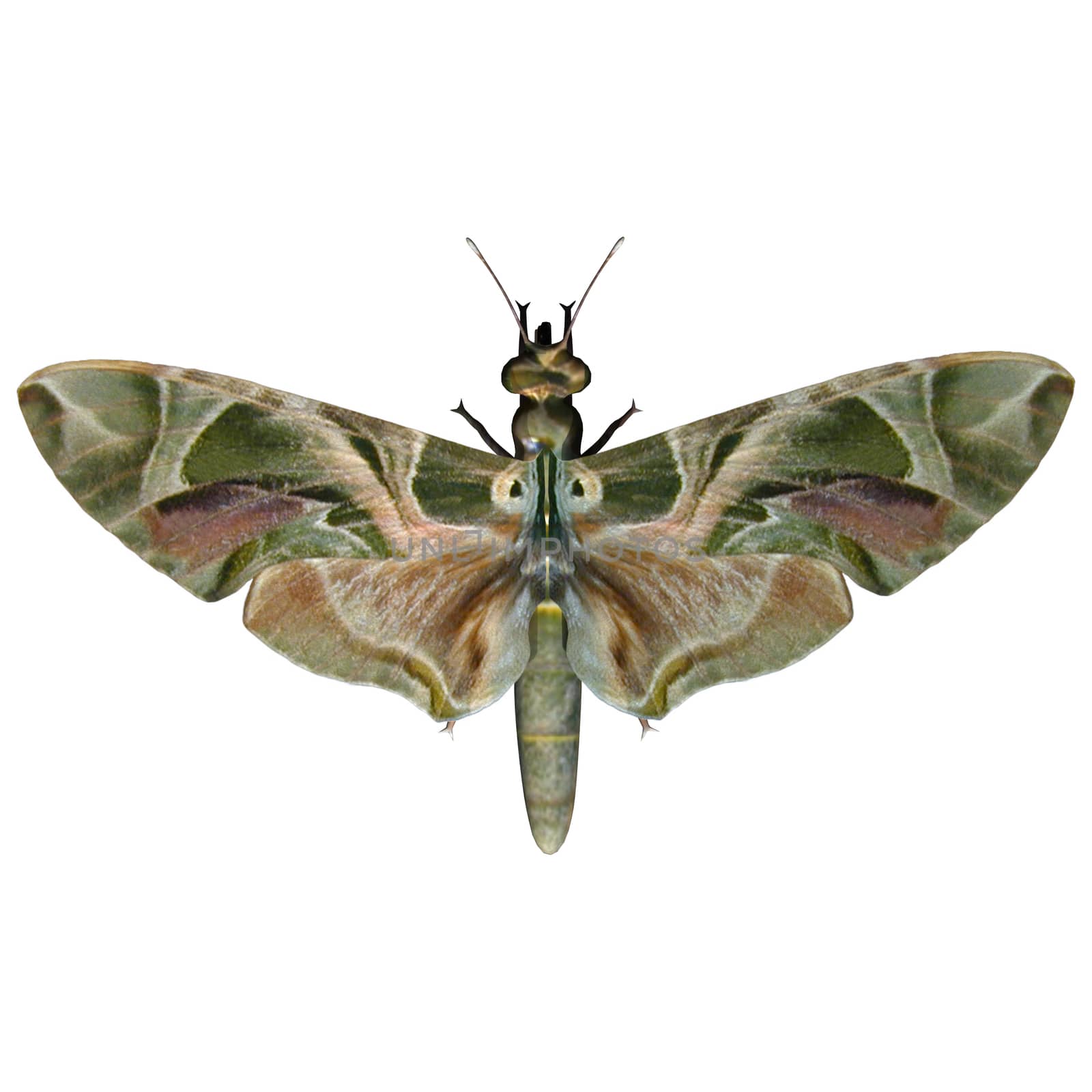 3D digital render of an Oleander Hawk-moth, or Daphnis nerii (formerly Deilephila nerii), or Army Green Moth, a moth of the Sphingidae family, isolated on white background