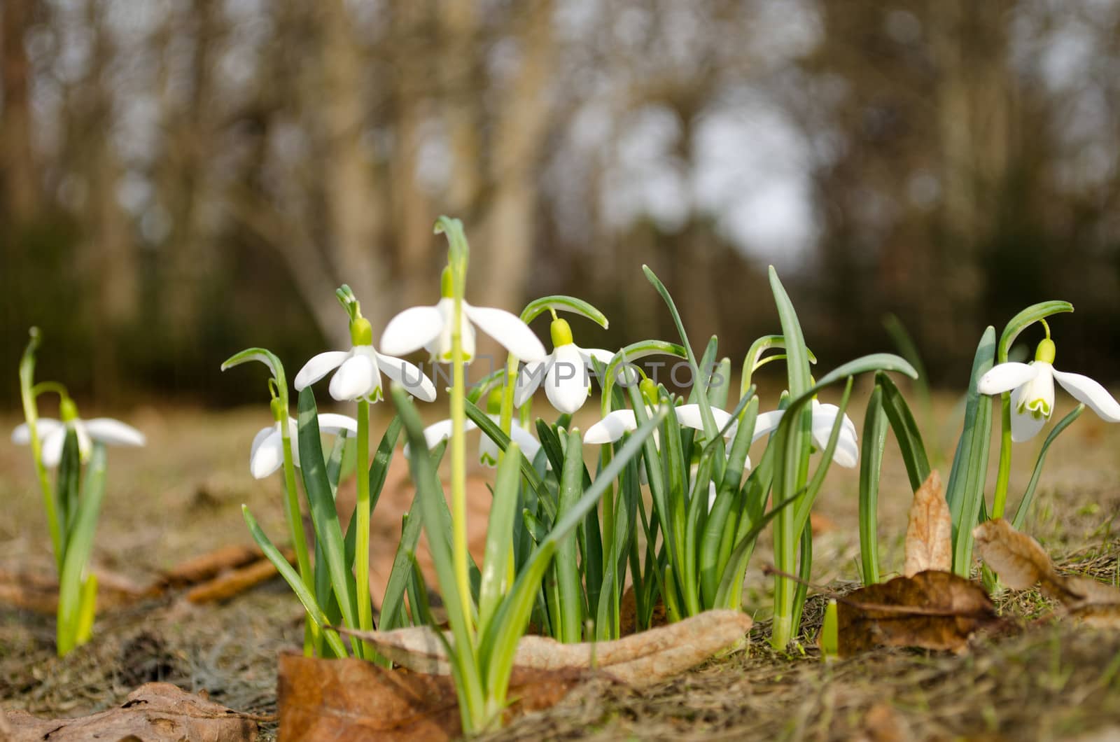 snowflakes white wild spring flowers blooms closeup in forest.