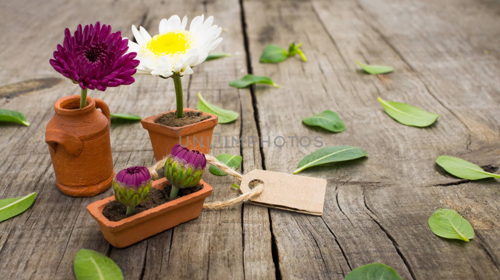Flower pots with leaves and sales tag on wooden background