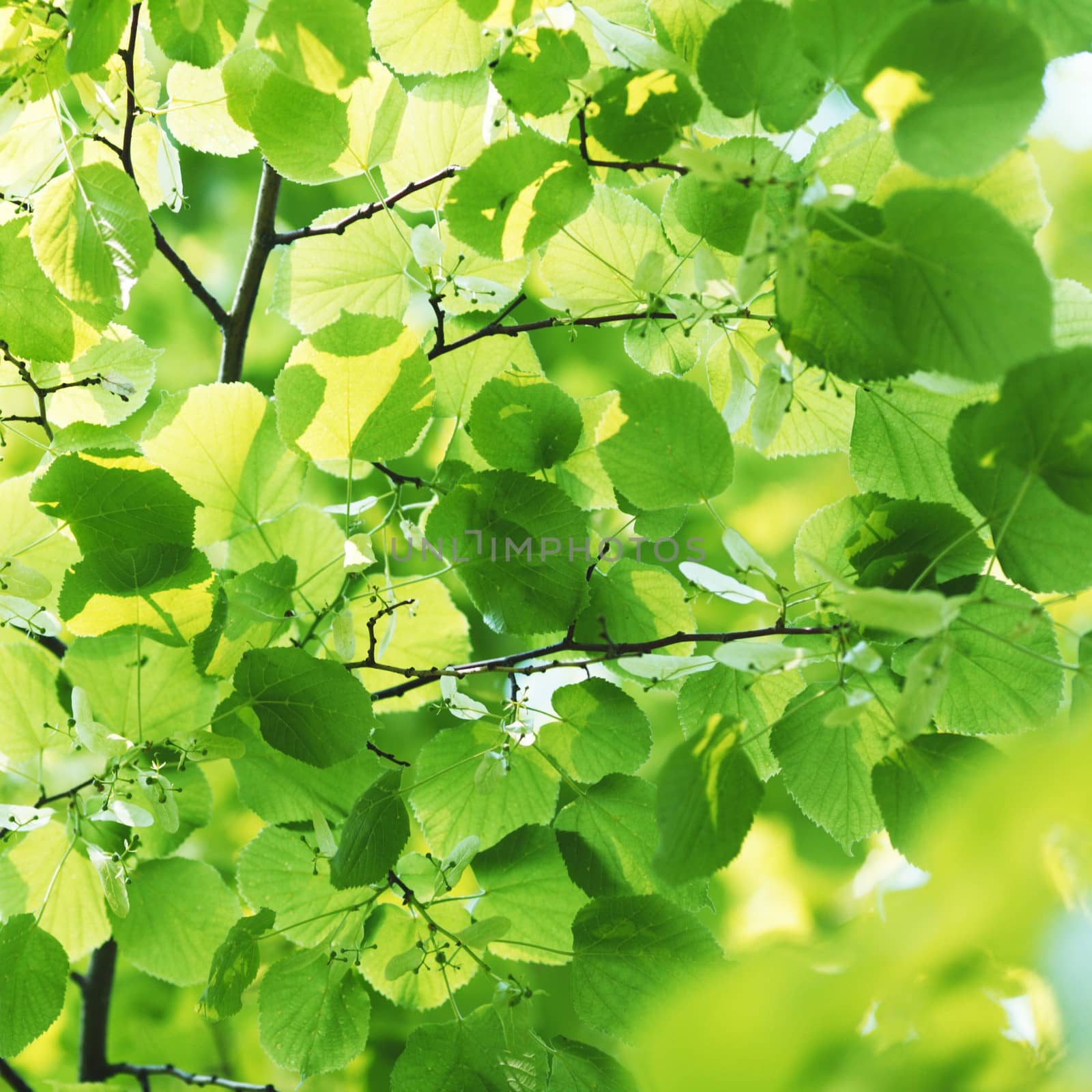 Beautiful leaves of linden close-up at sunny day