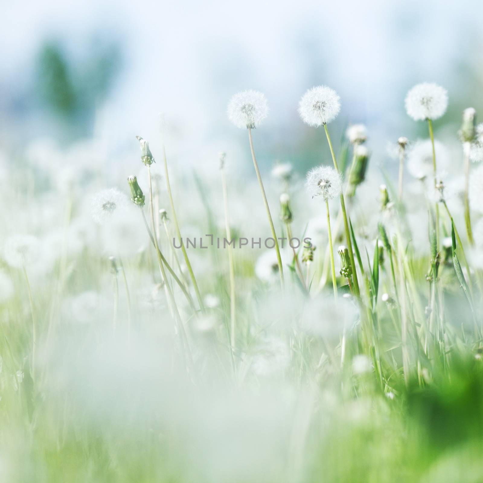 Beautiful white dandelion flowers close-up