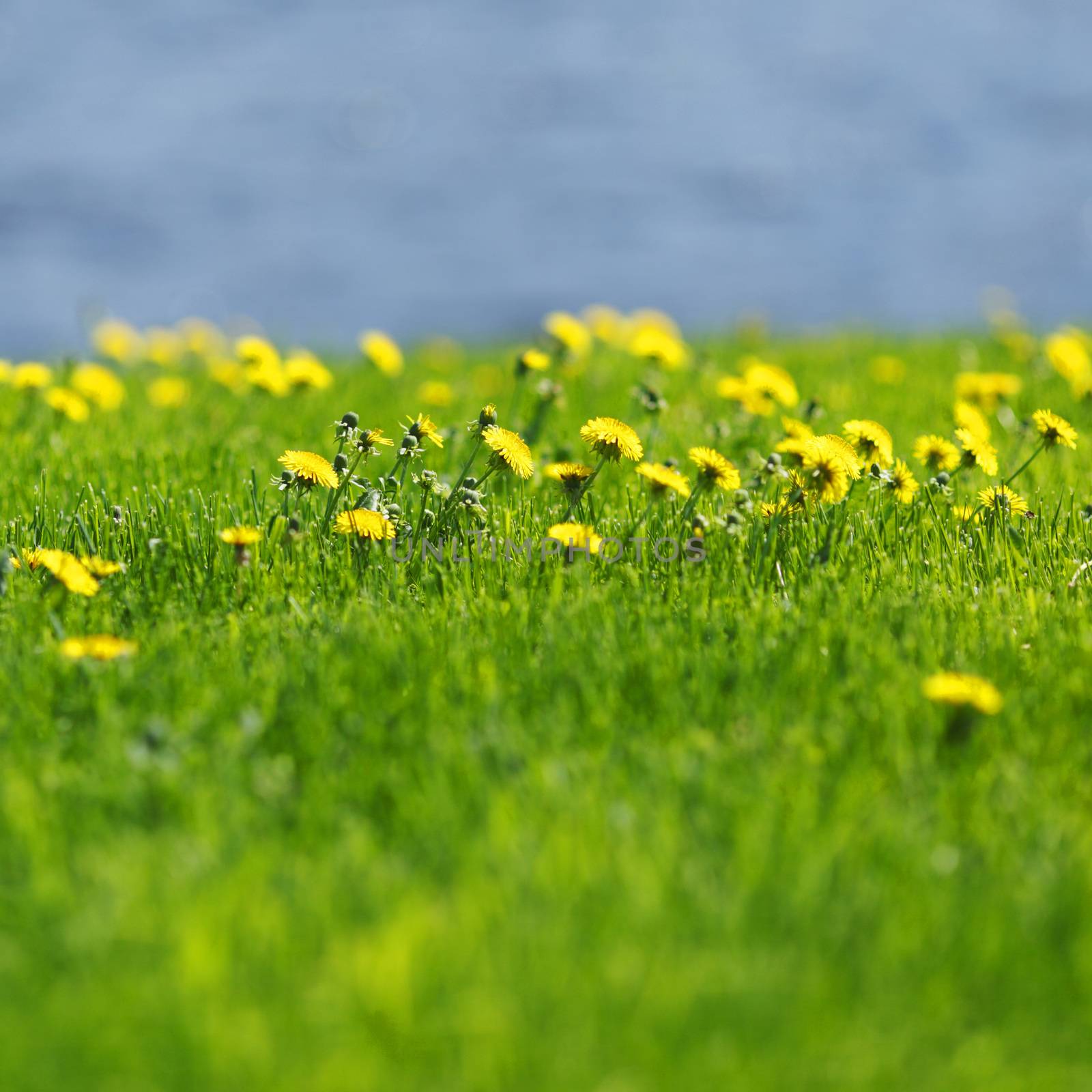 Beautiful yellow dandelion flowers on field