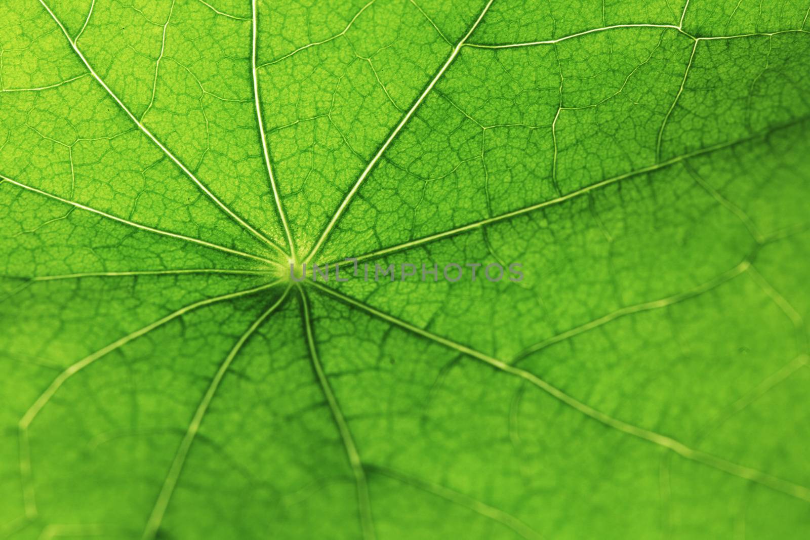 Fresh dreen leaf texture macro close-up