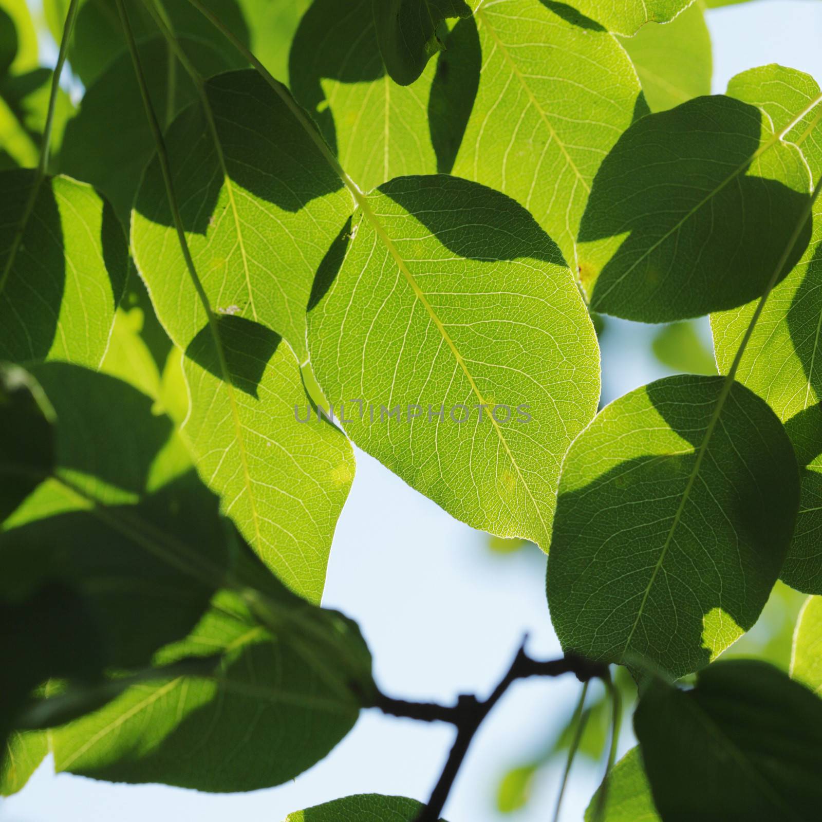 Beautiful green leaf background close-up