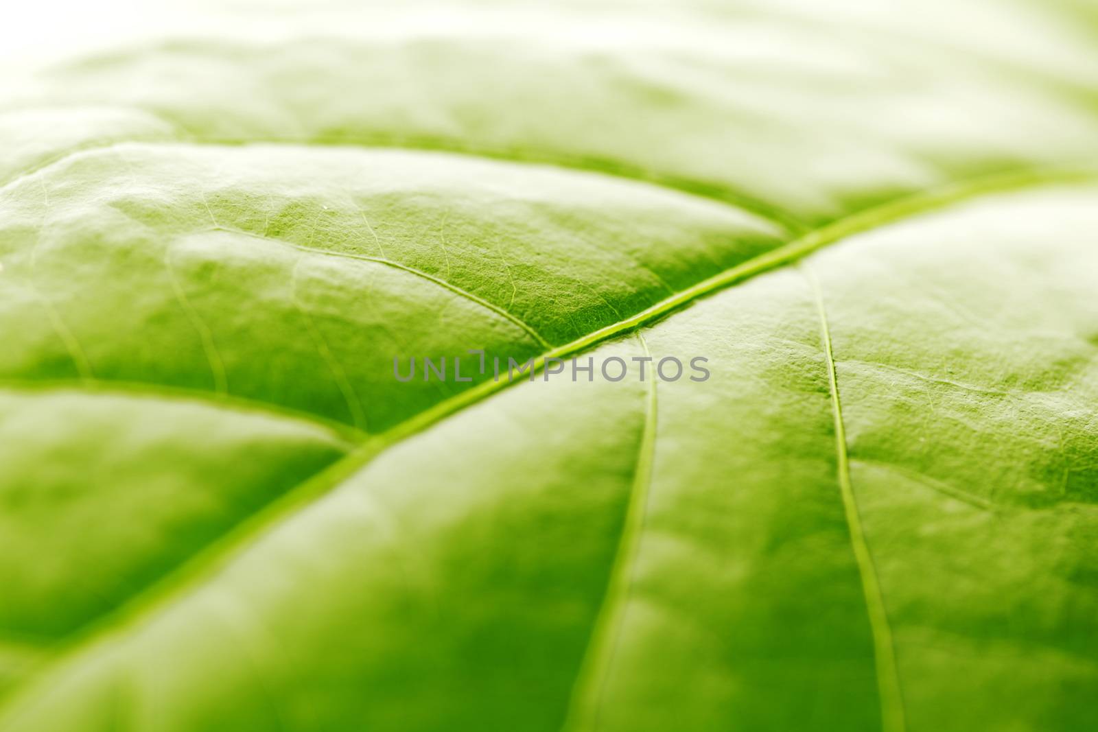 Fresh dreen leaf texture macro close-up