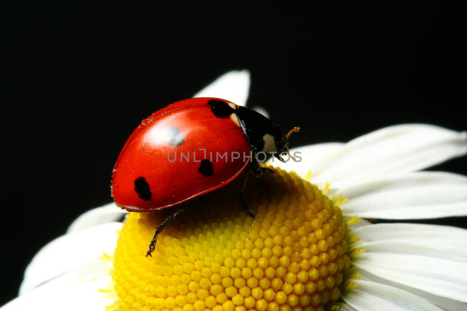 summer ladybug by Yellowj
