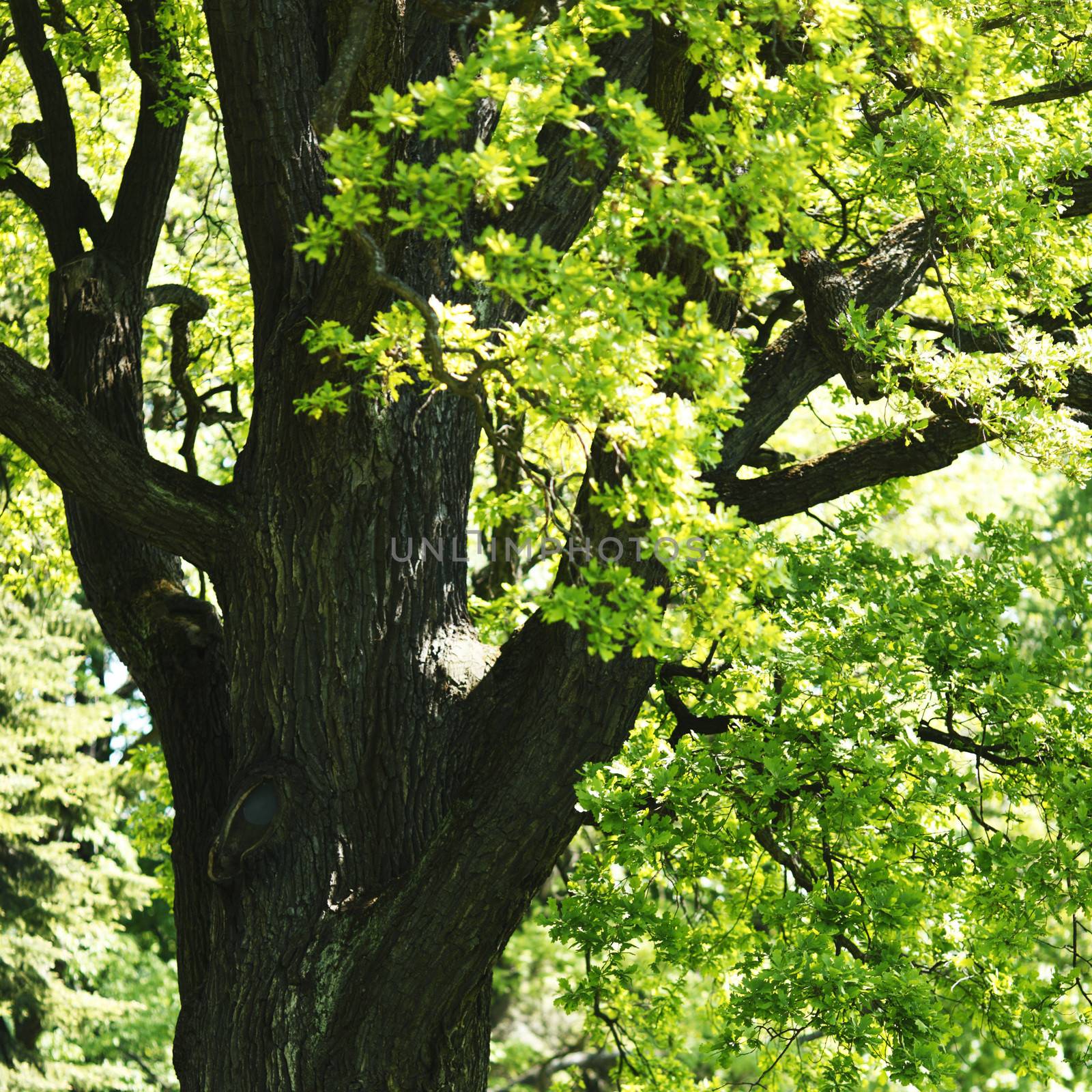 Beautiful oak branch at sunny day