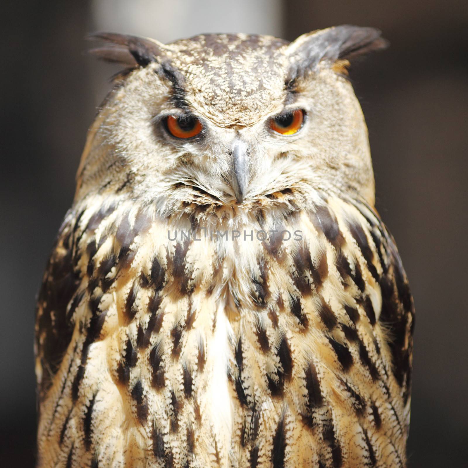 Long-eared owl by Yellowj