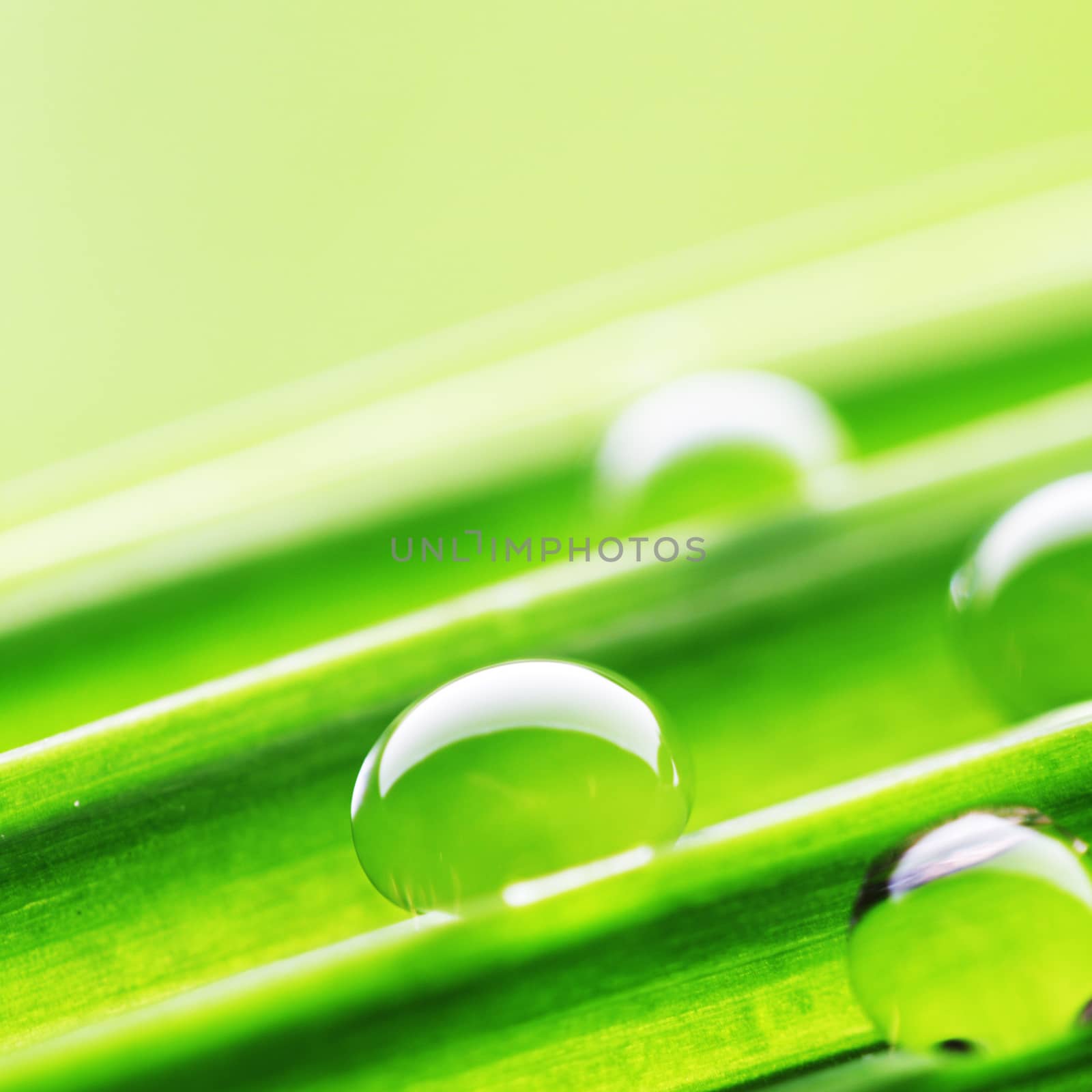 Water drops on the green grass blade macro