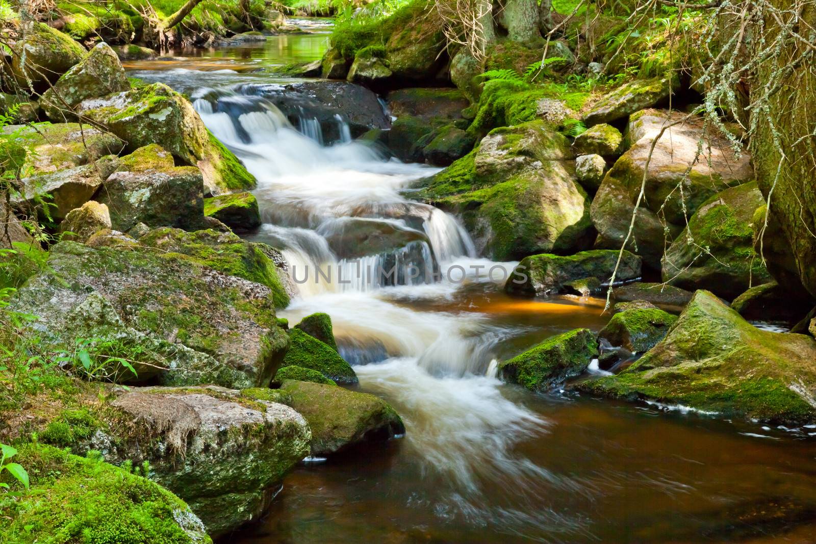 River runs over boulders in the primeval forest