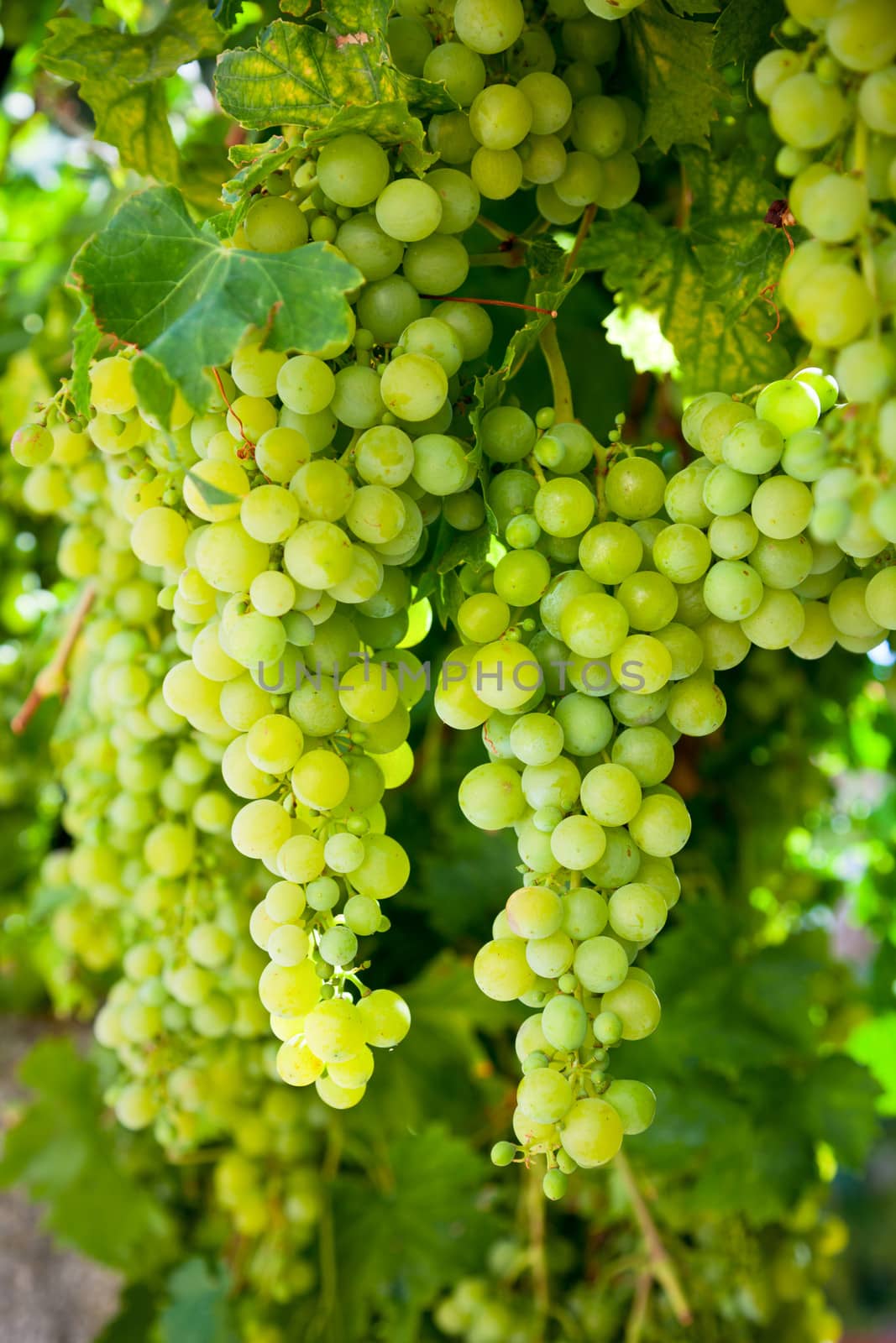 White grapes by naumoid