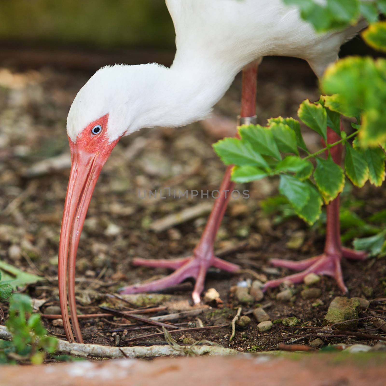 White ibis with leg tag foraging for food